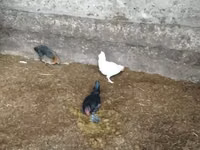 Bantam — photo 1