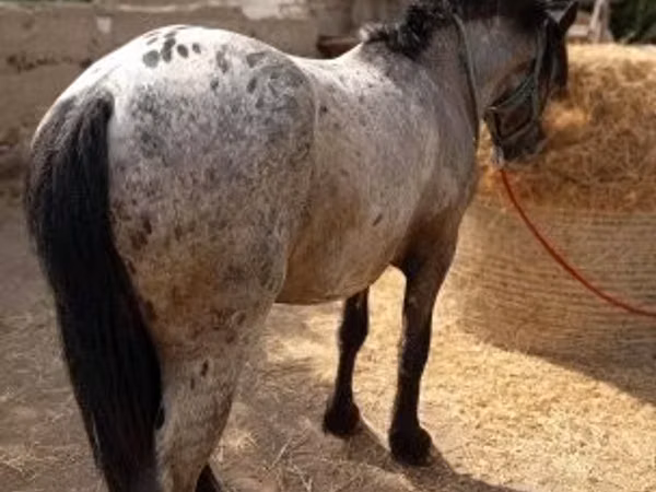 Caballo, Appaloosa