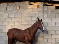 حصان, Friesian sport horse — الصورة 1