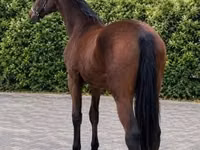 घोड़ा, घोड़े — फ़ोटो 6