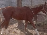 خيول (دفعة، الجنس غير محدد), الخيول — الصورة 2