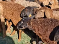 Camella, Camellos — foto 2