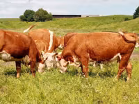 सांड, डेनिश लाल गाय — फ़ोटो 8