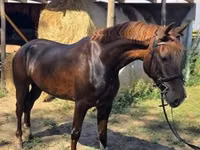 Mare, Hungarian horse breed — photo 8