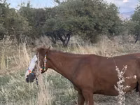 घोड़ा, Tiger horse — फ़ोटो 8