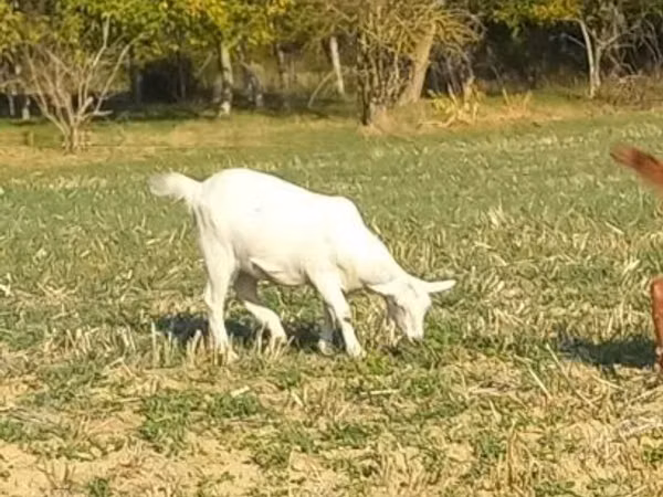 बकरी, Alpine goat