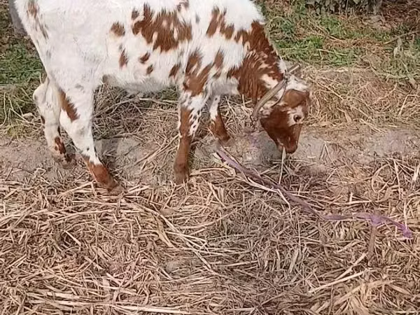 بقرة, Simmental cattle