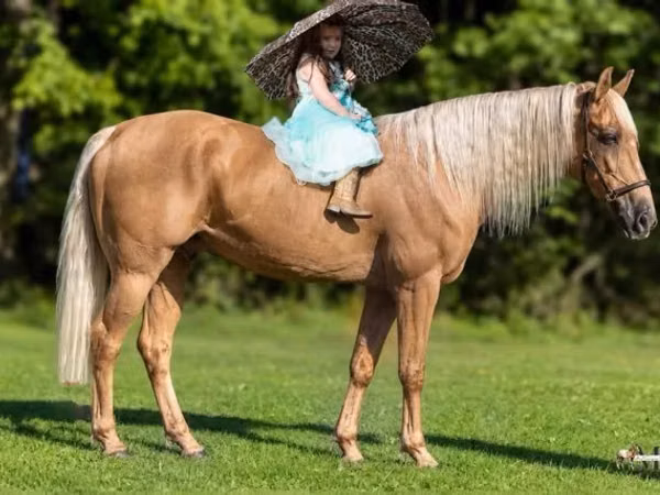 公马, Palomino