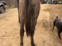 घोड़ी, Rocky Mountain Horse — फ़ोटो 7