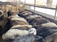 母羊, Krasnoyarsk sheep — 照片 3