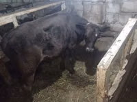 بقرة, Simmental cattle — الصورة 6