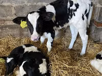 ثور, Russian Black pied cattle — الصورة 6