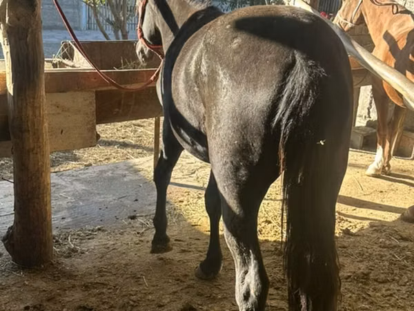 Yegua, Caballos