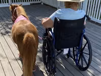 Mare, Miniature horse — photo 5