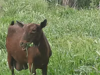 Goat, Irish goat — photo 6