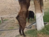 Billy Goat, Nubian Goat — photo 3