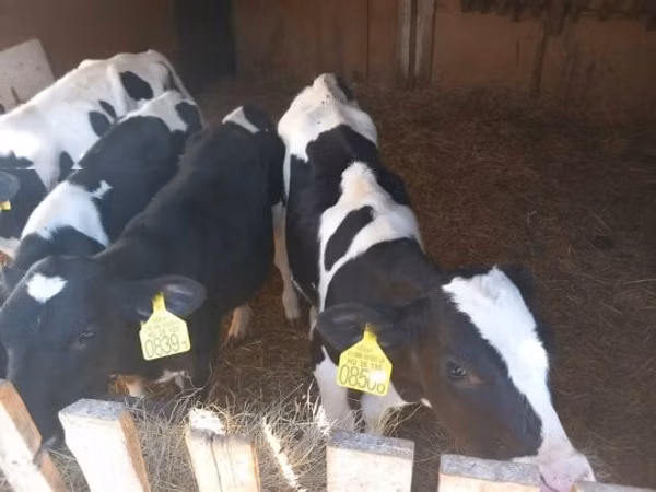 ثور, Russian Black pied cattle