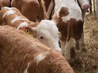 Cattle (batch, sex not specified), Simmental cattle — photo 2