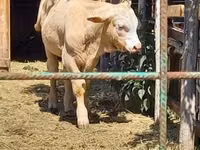 ثور, Simmental cattle — الصورة 1