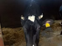 母牛, Holstein breed — 照片 2
