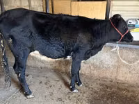 母牛, Aberdeen-Angus — 照片 6