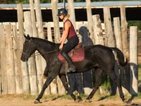 母马, Quarter Horse — 照片 6