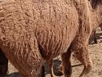 Тэмээ (бүлэг, хүйс заагаагүй), Kazakh Bactrian camel — 5 зураг