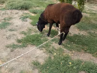 Хуц, Baerchuke sheep — 5 зураг