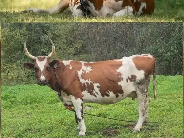 Үнээ, Айрширын