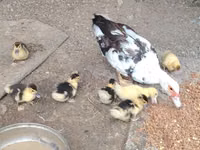 Ducks — Foto 1