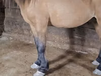 Caballo, Mugalzhar horse — foto 3