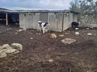 Cow, Russian Black pied cattle — photo 2