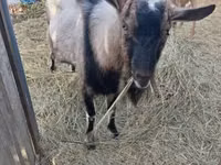 Ziege, Italian Alpine goat — Foto 2