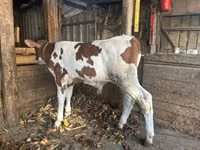 Bulle, Simmental cattle — Foto 1