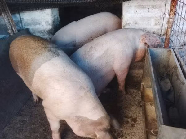 Pigs (batch, sex not specified), Pigs
