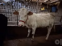 母牛, Cattle — 照片 2