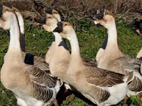 लिंडा — फ़ोटो 6