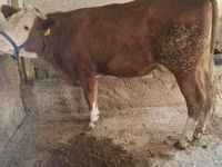 Үнээ, Simmental cattle — 2 зураг