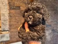 1aylıq Toy Poodle balaları – qara rəngli, sıx qıvrım tüklü Məhsulun — foto 1