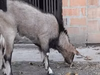 Ямааны ухна, Nubian Goat — 1 зураг