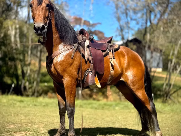 公马, Tennessee Walking Horse