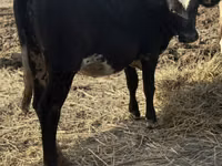 गाय, Swiss cattle — फ़ोटो 3
