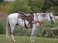 公马, Quarter Horse — 照片 1