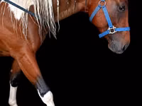 Hengst, Thoroughbred horse — Foto 1