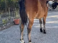 घोड़ा, Welsh Cob — फ़ोटो 2