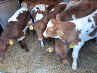 Бух, Simmental cattle — 2 зураг