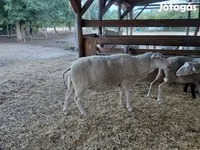 भेड़, Lacaune sheep — फ़ोटो 7