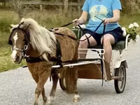 Horse (M), Miniature horse — photo 1