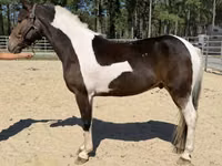 حصان, American paint horse — الصورة 2
