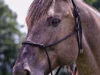 Horse (M), Quarter Horse — photo 7